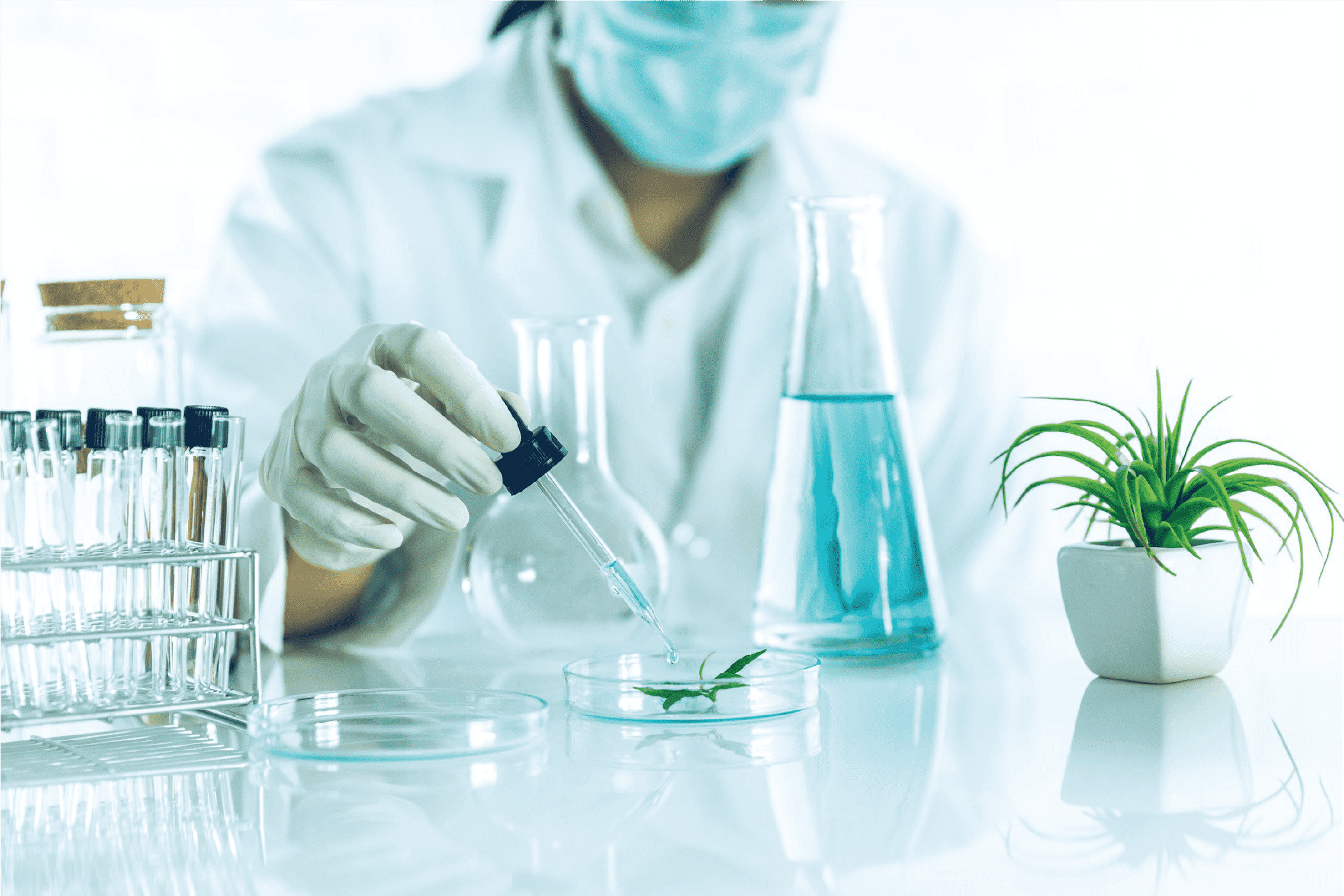 SP Biotech Beauty PLT | 研发